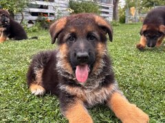 Pui Ciobanesc German superbi cu pedigree exceptional - mascul/femele